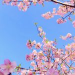 「合格体験談」anu