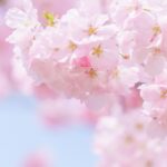 令和７年 合格のお便り／合格おめでとうございます。